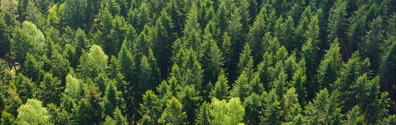 Metsa majandamisele ja paberipuidu ostmisele 