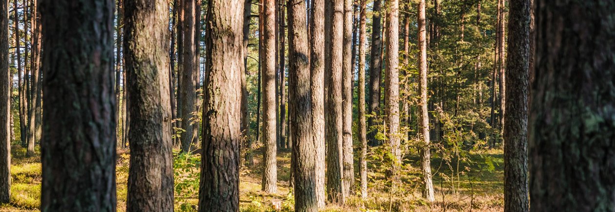 Metsa majandamisele ja paberipuidu ostmisele