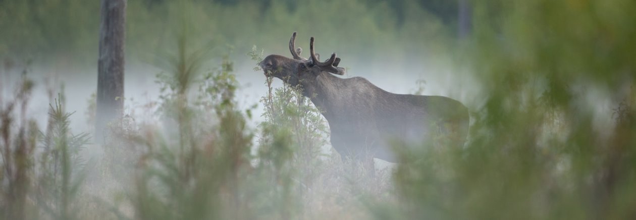 Älg Älgbilder fyra styck från samma serie. Älgbilder fyra styck från samma serie.