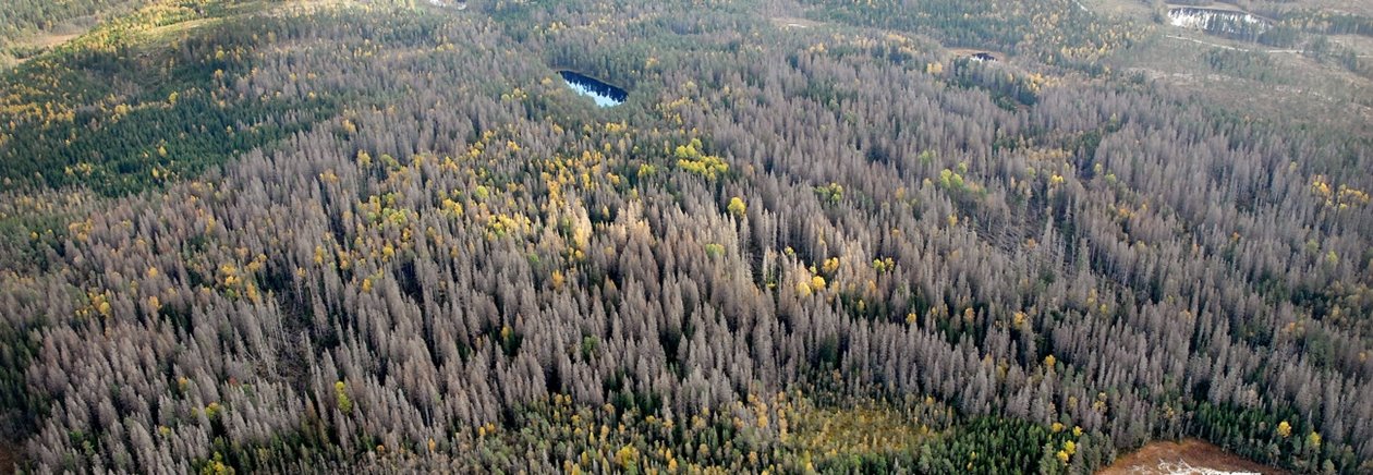 Vy över granbarkborreskadad skog Kråketorp