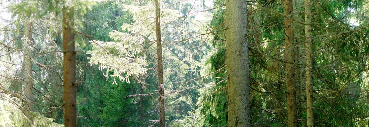 Skog. Gran. Granskog. Södras årsredovisning 2008. Granskog