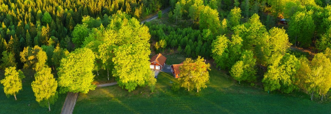 flygbild, skog, gran, löv, skogsgård, äng