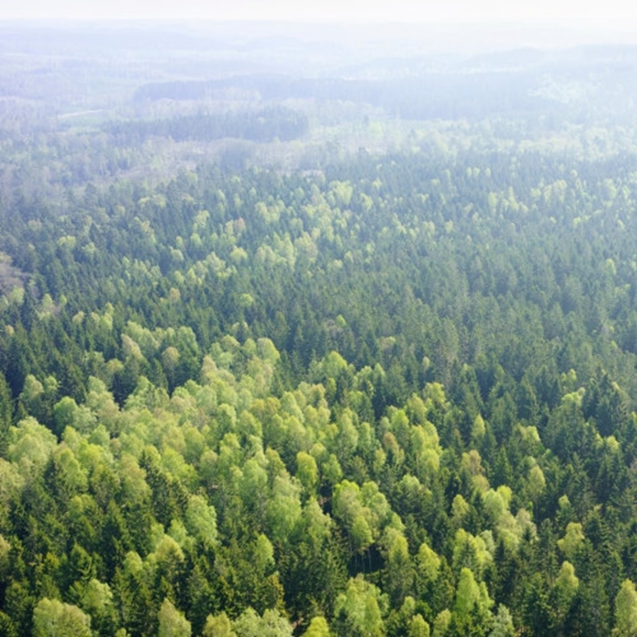 Woods from above