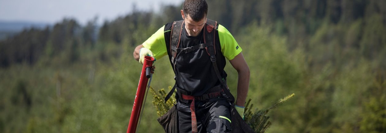 man, plantor, planteringsrör, hygge