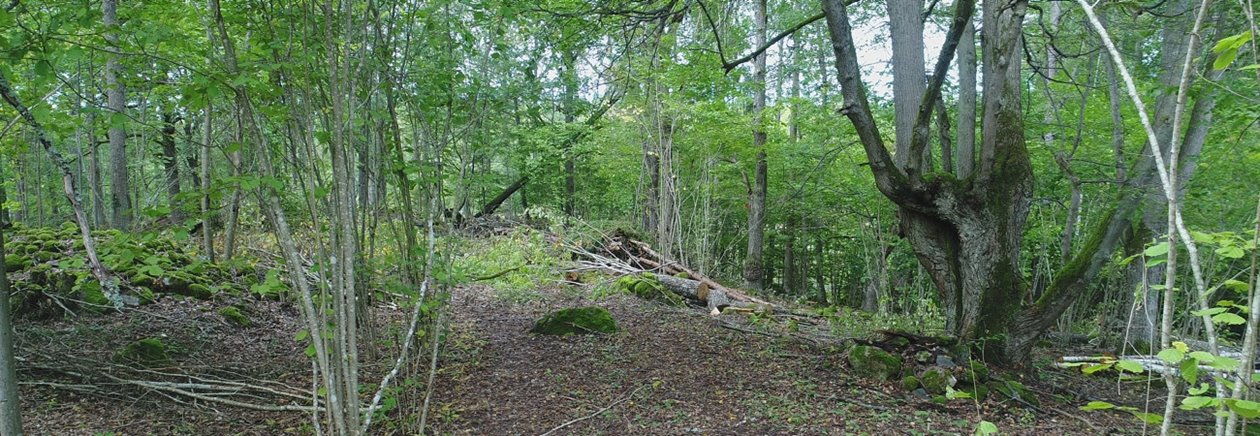 lövskog, vårgrönska, hassel, död trädstam på marken, sten med mossa