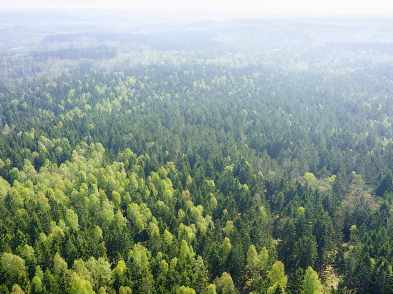 Skog utanför Åled i södra Halland.