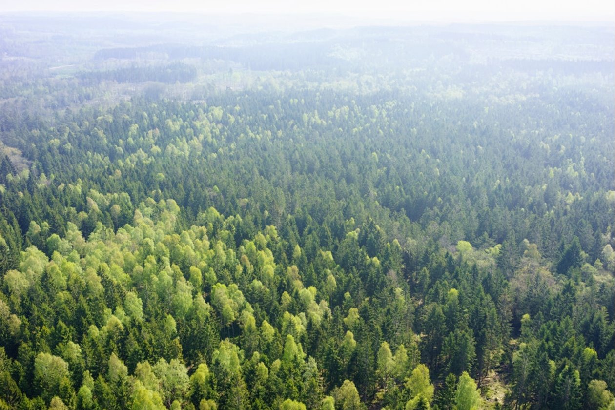 Skog utanför Åled i södra Halland.