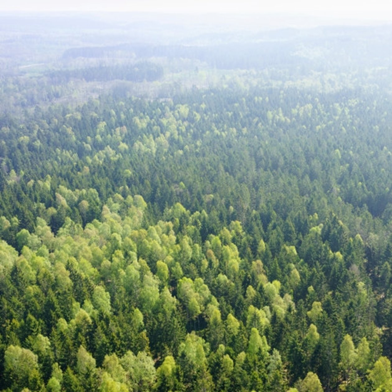 Skog utanför Åled i södra Halland.