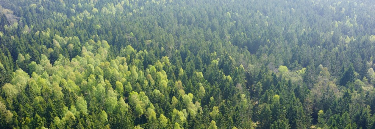 Skog utanför Åled i södra Halland.