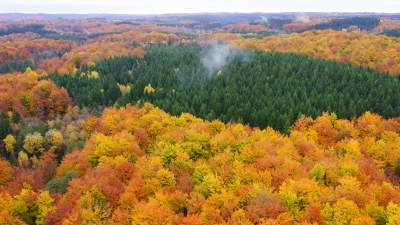 Skog på hösten