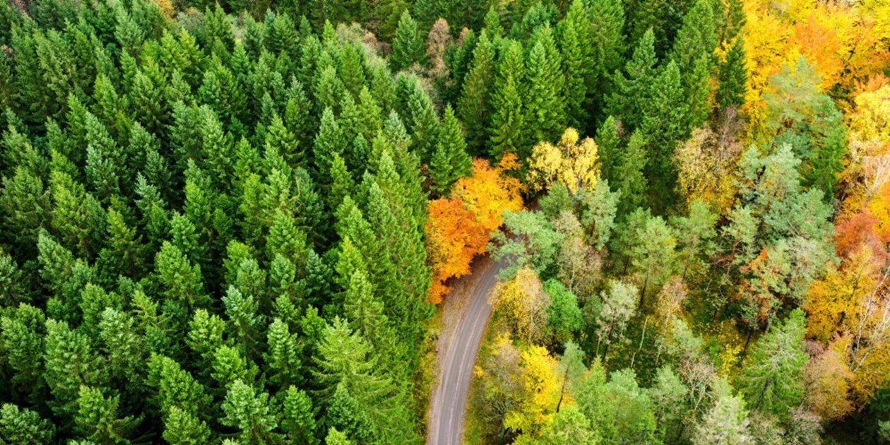 Skog på hösten