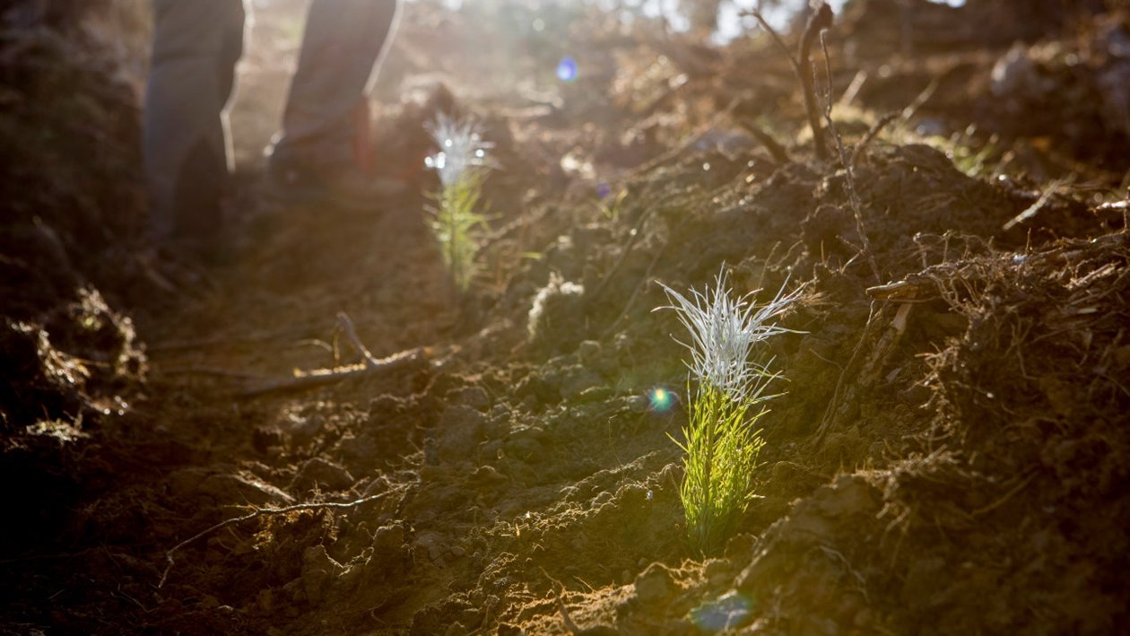 Plantering av Södras plantor viltbehandlad tall