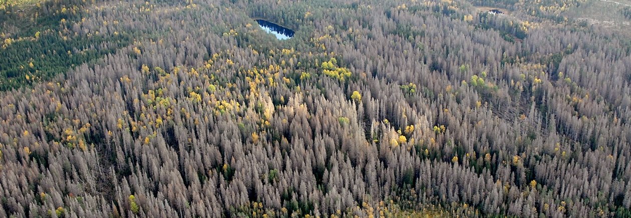 flygbild, granbarkborreskadad skog, döda granar