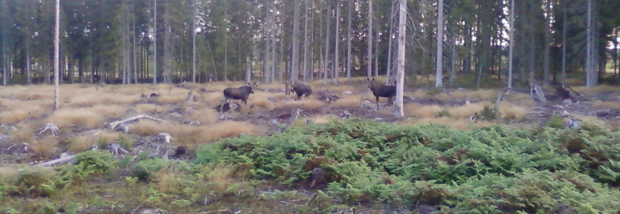 viltförvaltning i Södra