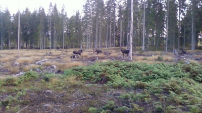 viltförvaltning i Södra