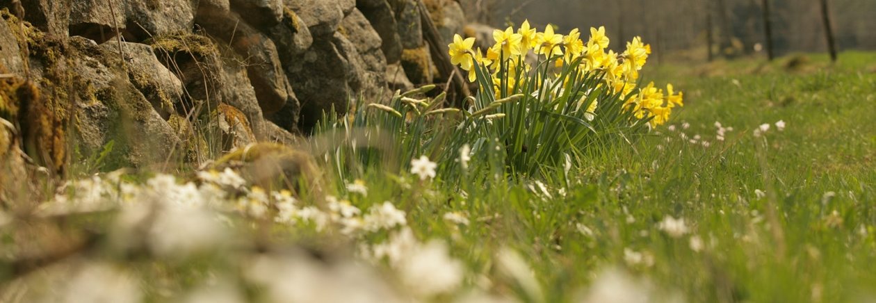 Natur. Växter. Blommor. Påskliljor på äng. Stenmur. Stengärdesgård.