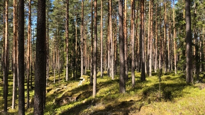 Planering inför eventuell naturvårdsbränning sommaren 2020.