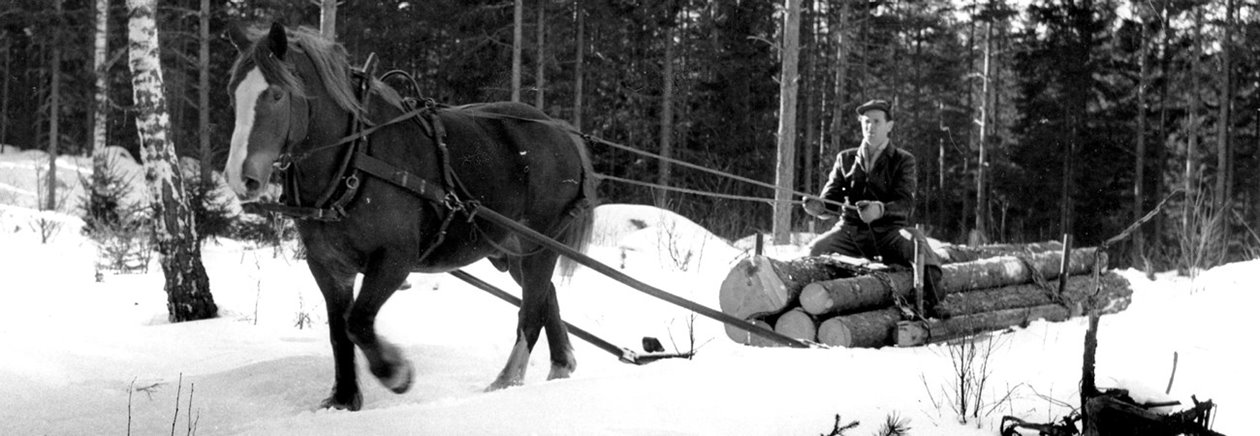 Häst i skogen