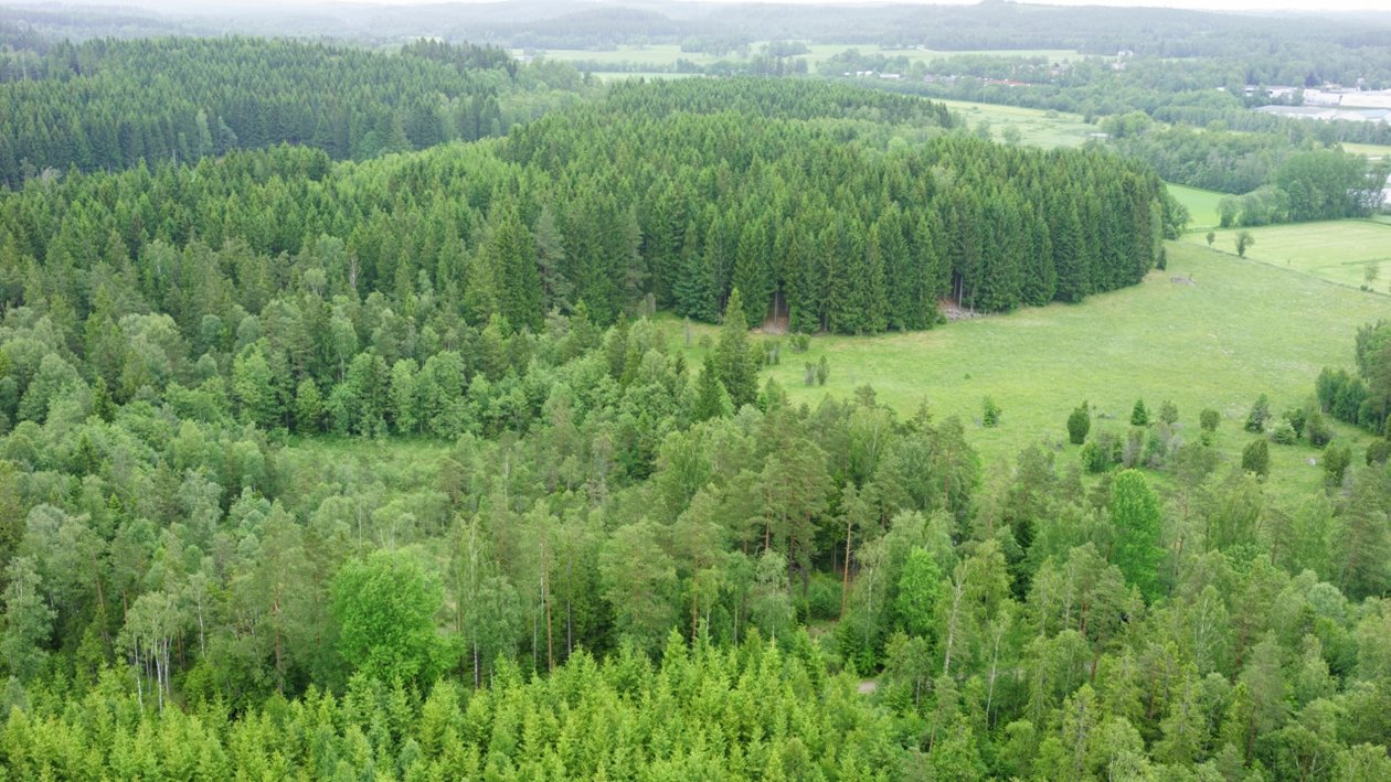 Skog vid Ätran.