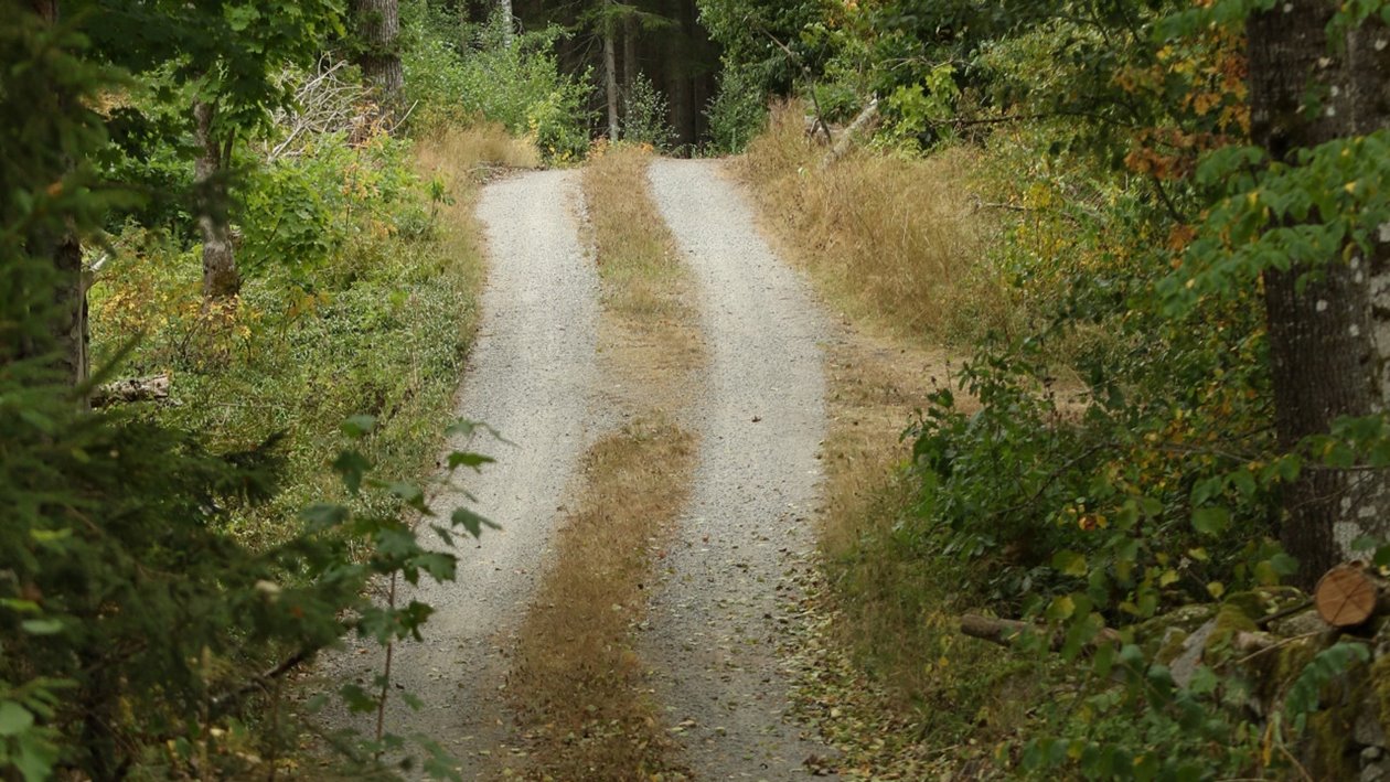 Skogsbilväg i Klenemåla