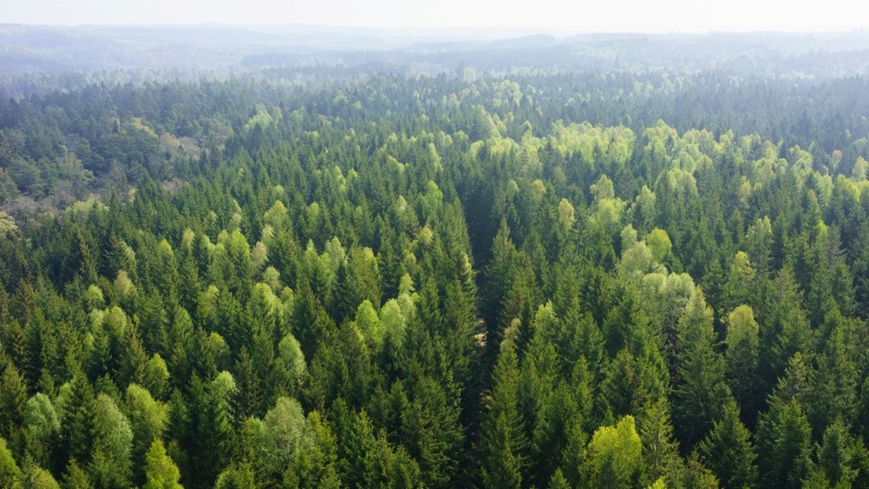 Skog utanför Åled i södra Halland.