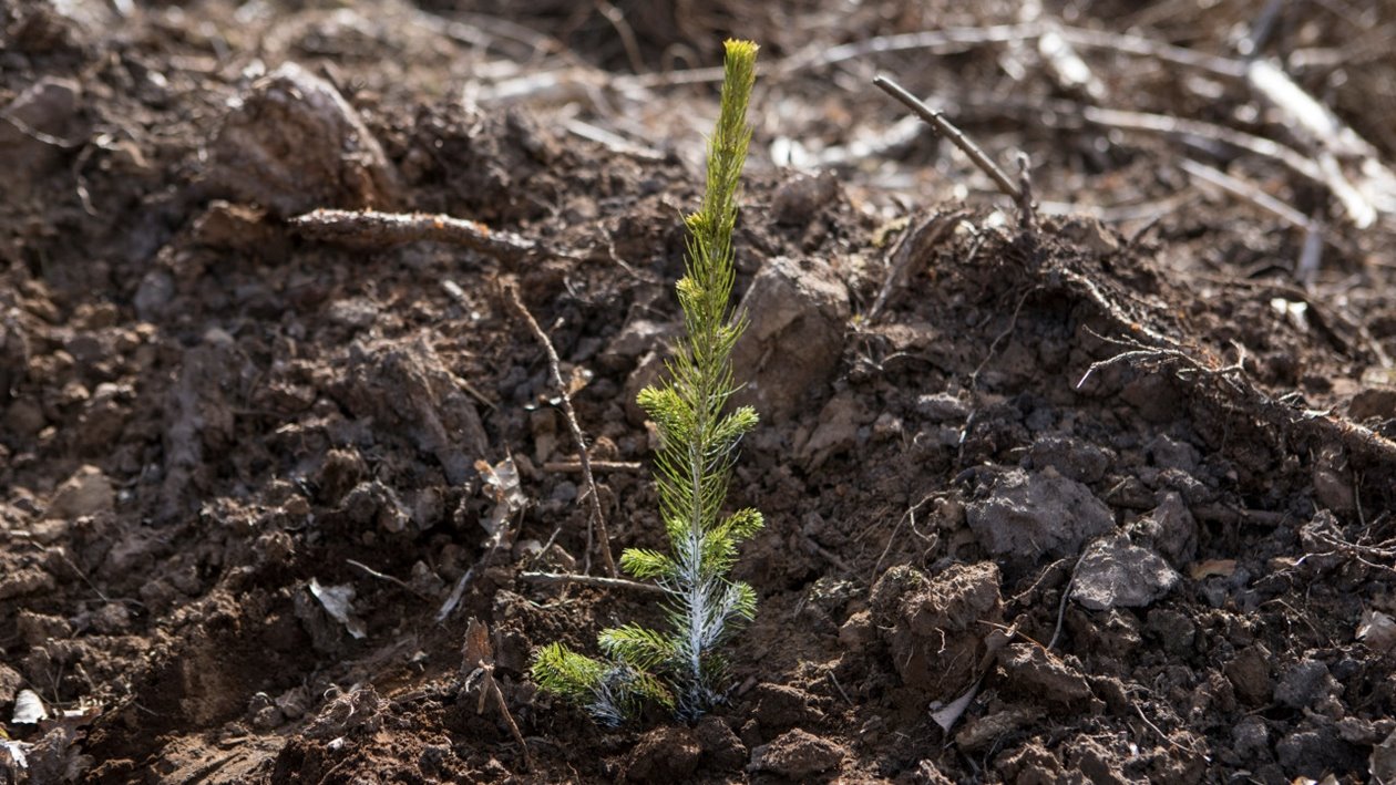 Plantering av Södras plantor Plantförberedelser Södraplantan Cambiguard i markberedning