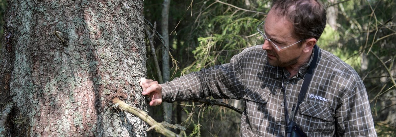 Johan Sjödin, skogsinspektor Södra. I skogen hos Karin Andersson, styrelsemedlem, Hultåkra