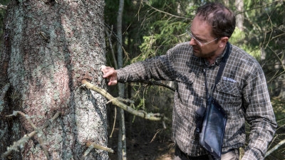 Johan Sjödin, skogsinspektor Södra. I skogen hos Karin Andersson, styrelsemedlem, Hultåkra