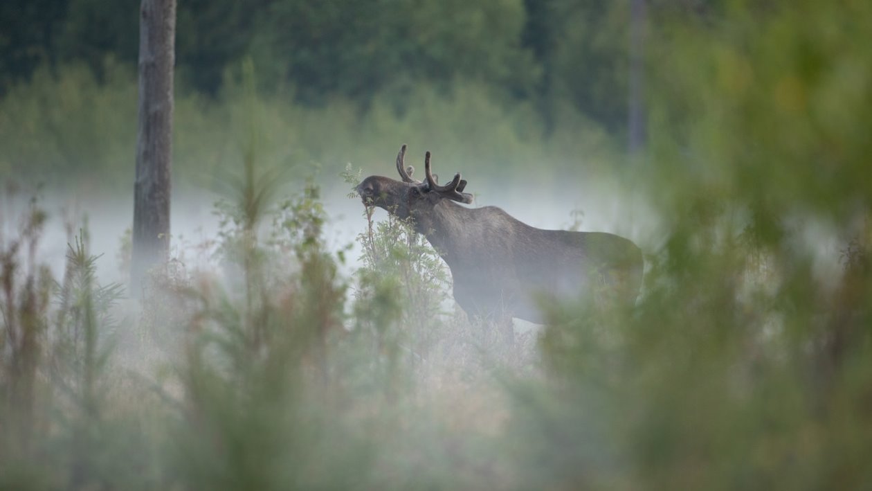 Älg Älgbilder fyra styck från samma serie. Älgbilder fyra styck från samma serie.