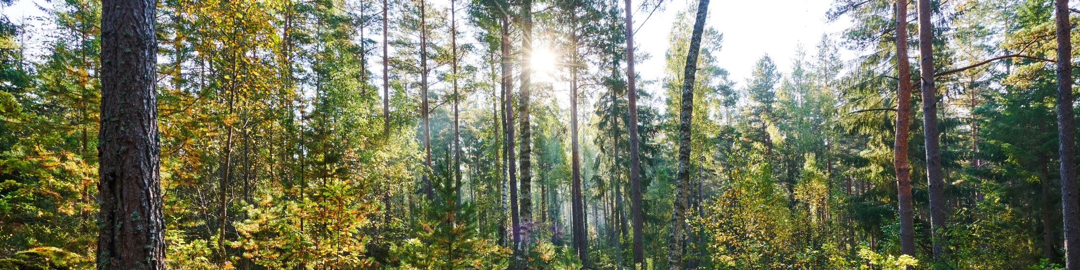 VR360 Blandskog i motljus