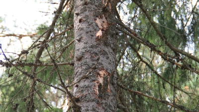 Gröna träd med barkfall.