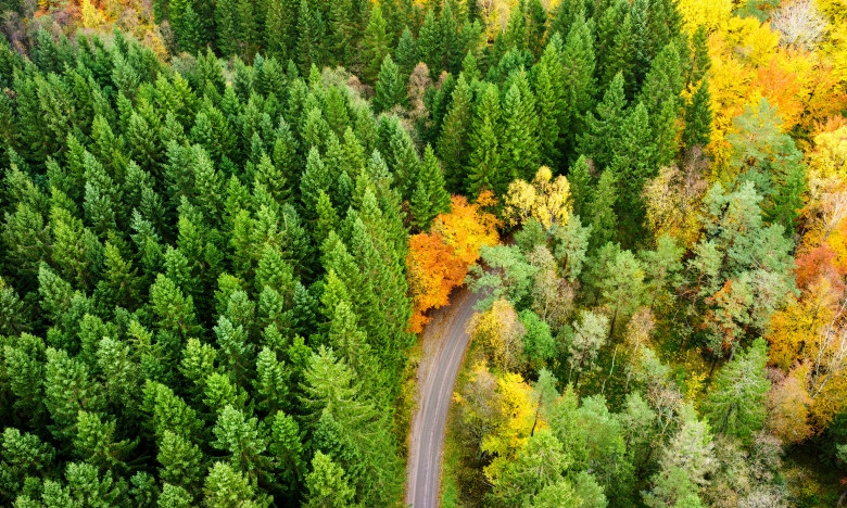 Skog på hösten