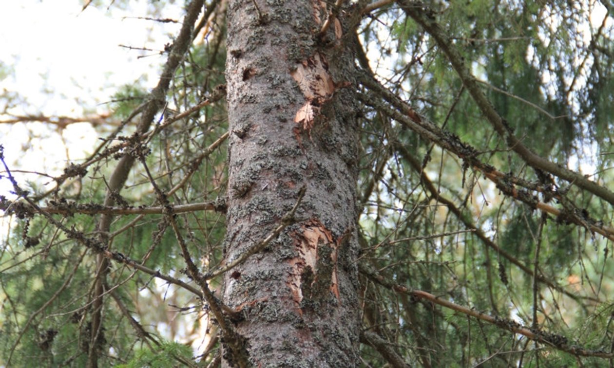 Gröna träd med barkfall.