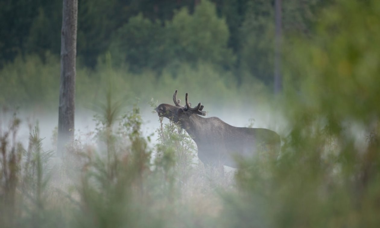 Älg Älgbilder fyra styck från samma serie. Älgbilder fyra styck från samma serie.