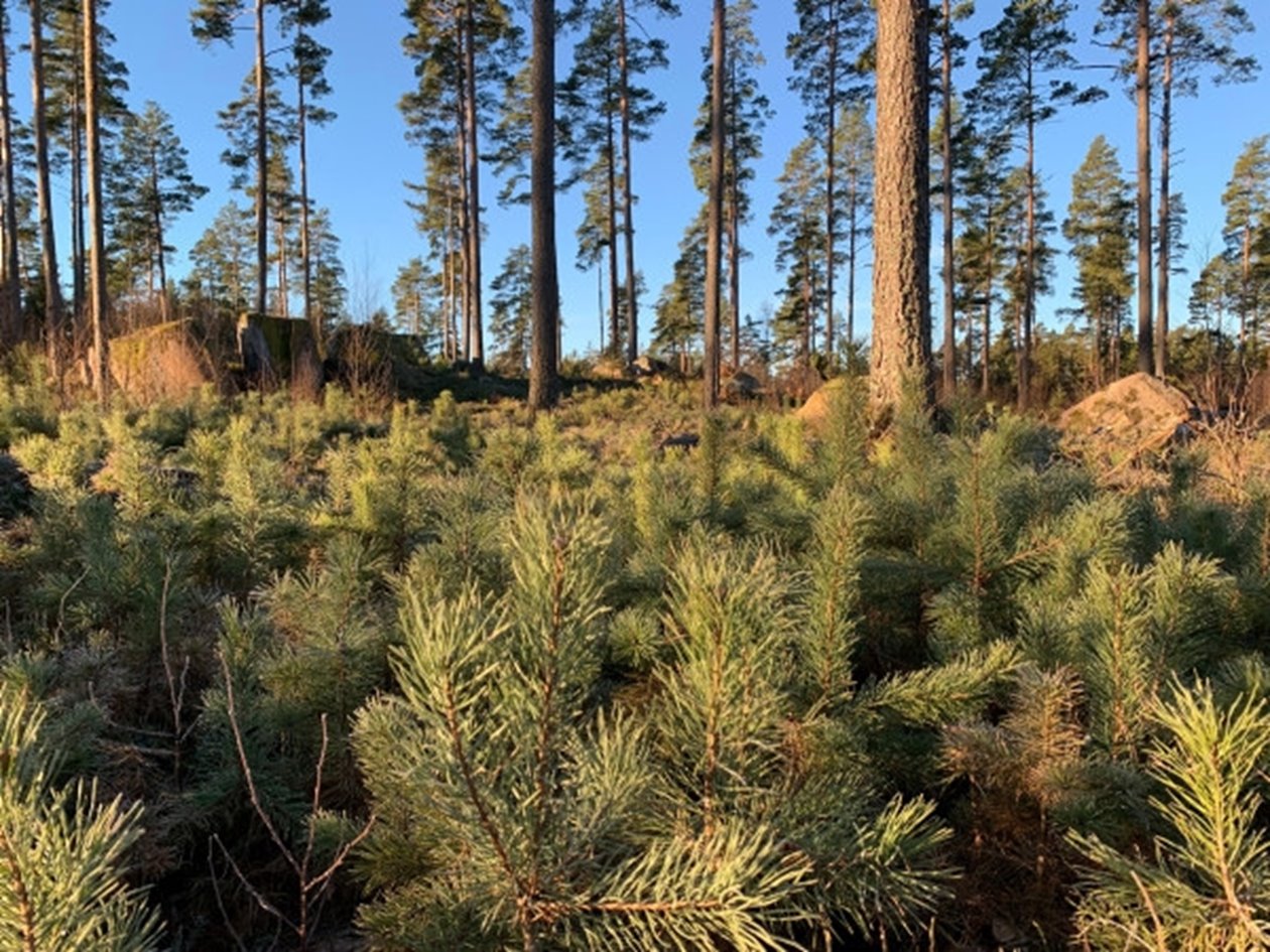 Tallskog