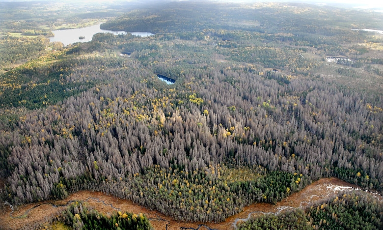 Vy över granbarkborreskadad skog Kråketorp