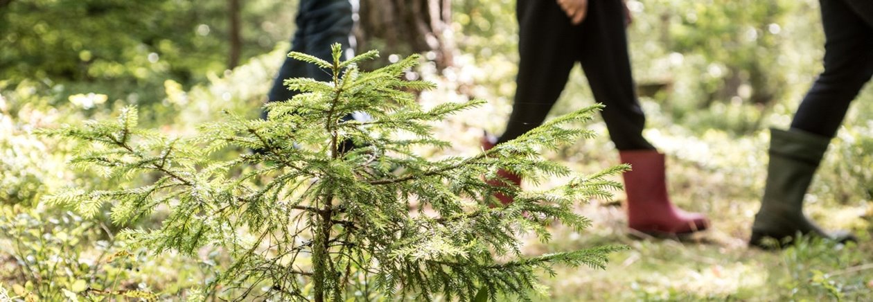 Människor i skogen promenad