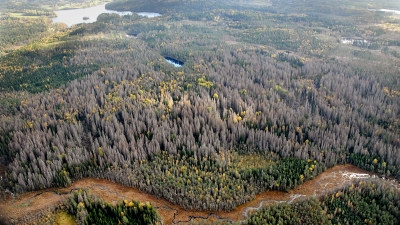 Vy över granbarkborreskadad skog Kråketorp