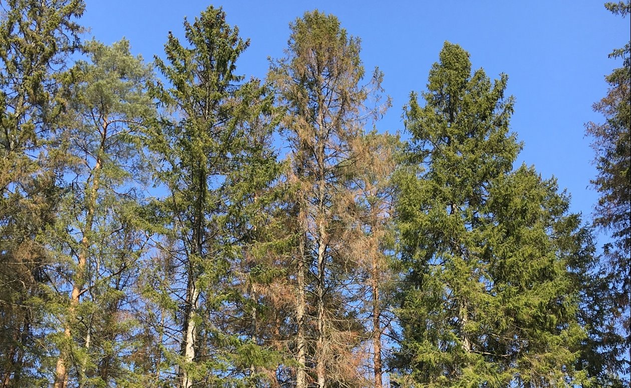 Granbarkborreskadade träd från ett sent angrepp som lämpade för sök och plock vinter.