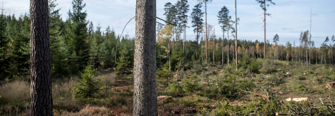 Högstubbe