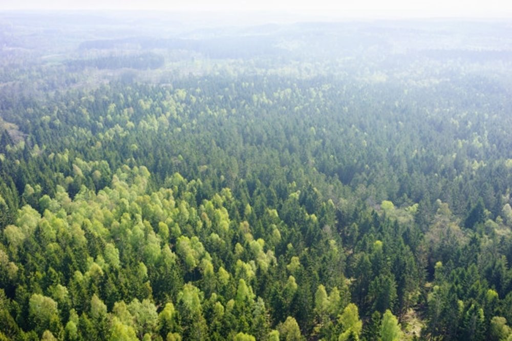 Skog utanför Åled i södra Halland.