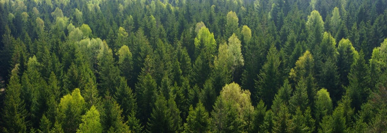 Skog utanför Åled i södra Halland.