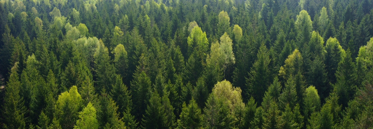 Skog utanför Åled i södra Halland.