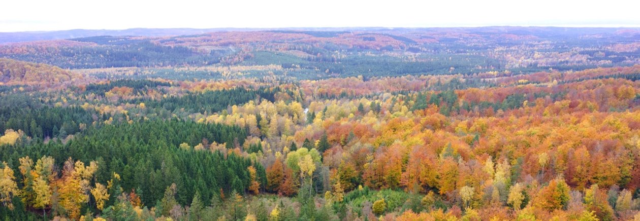 Skog på hösten
Forest during the Autumn