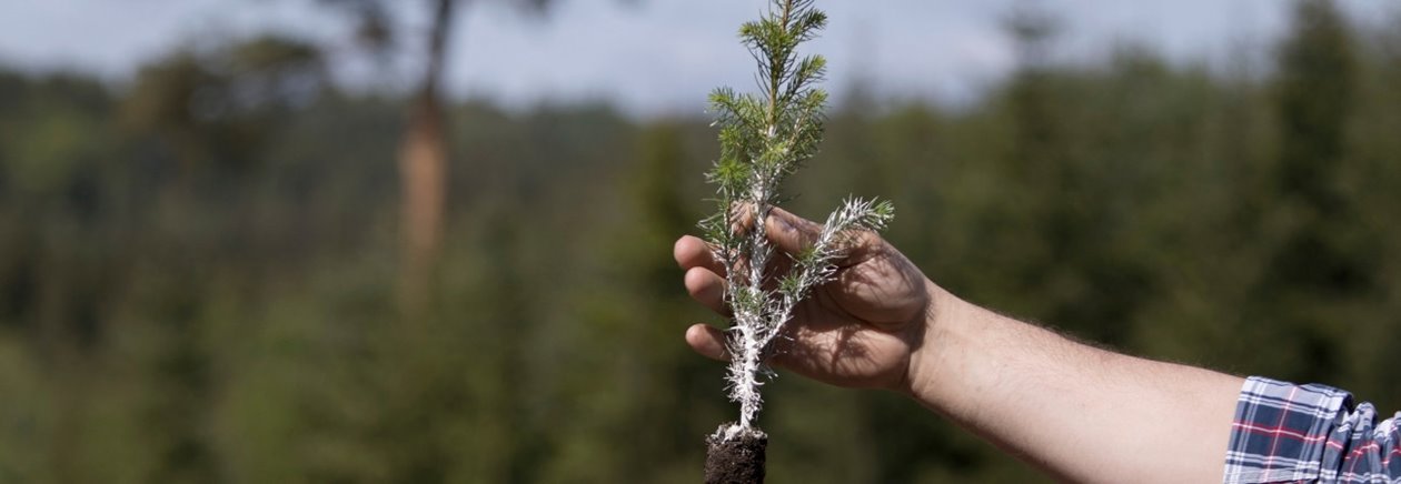 Plantering av Södras plantor Södraplantan Cambiguard