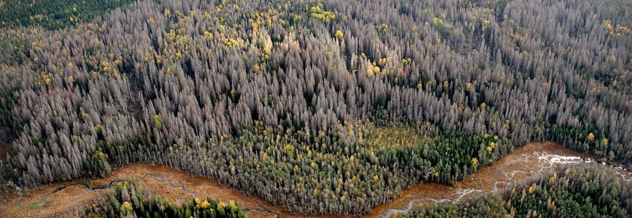 Vy över granbarkborreskadad skog Kråketorp