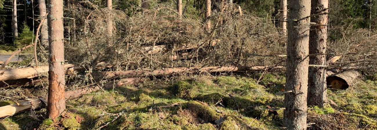 Hänsyn till död ved vid granbarkborreavverkning.


