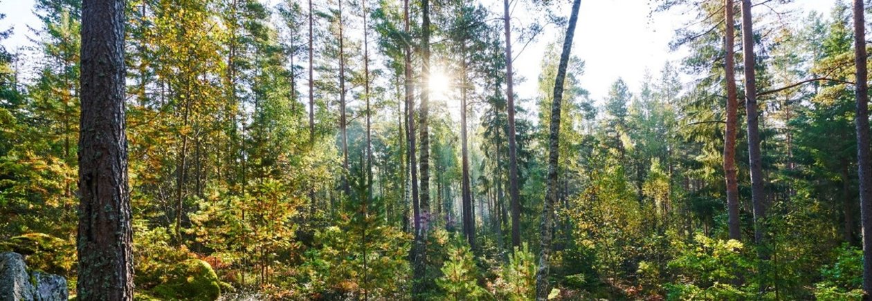 Skog ahlstrom-munksjö