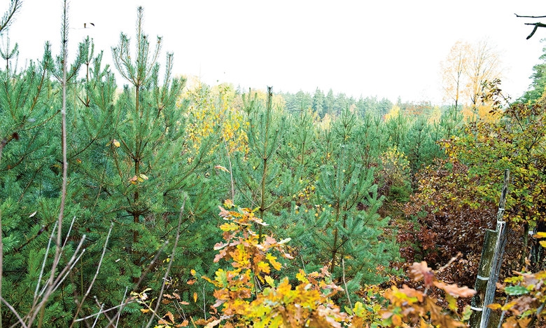 Ungskog;tall; foderba; klövvilt