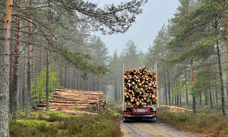 Lastbil i morgondis på skogsbilväg.